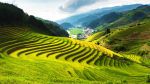 Sapa Trekking & Homestay - 3 Days 4 Night by Train